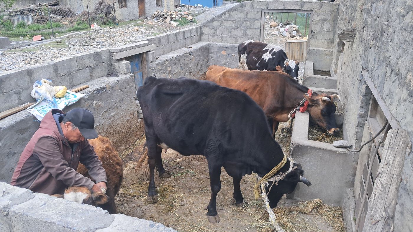 मुस्ताङको स्याङमा उन्नत गाई पालन फस्टाउँदै