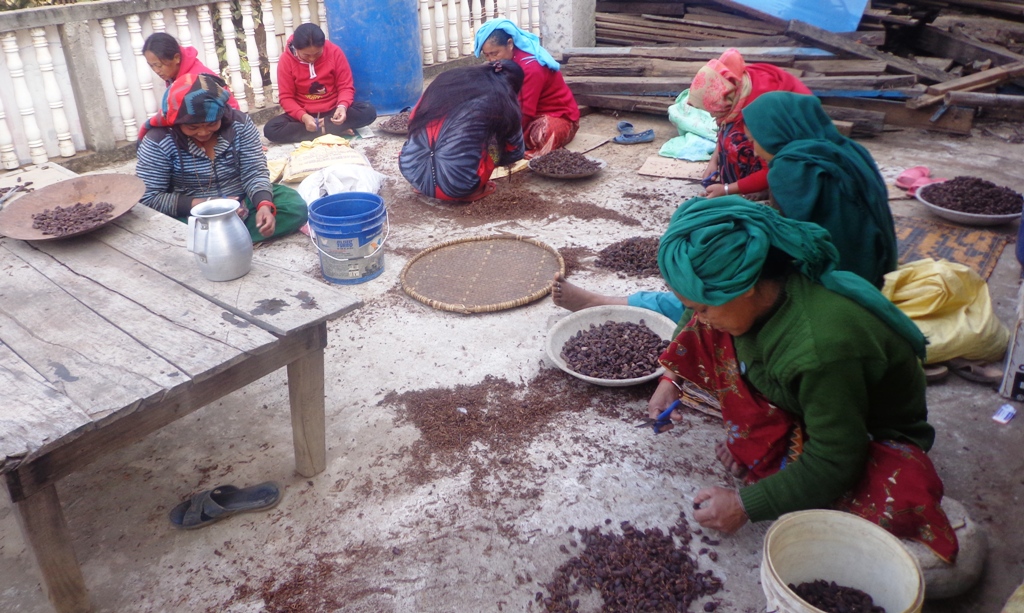 सुधारियो अलैँचीको मूल्य, प्रतिमन १ लाख १५ हजारसम्म