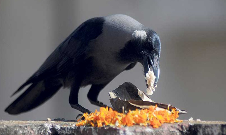 आजबाट यमपञ्चक अर्थात तिहार सुरु, पहिलो दिन काग तिहार (भिडियोसहित)