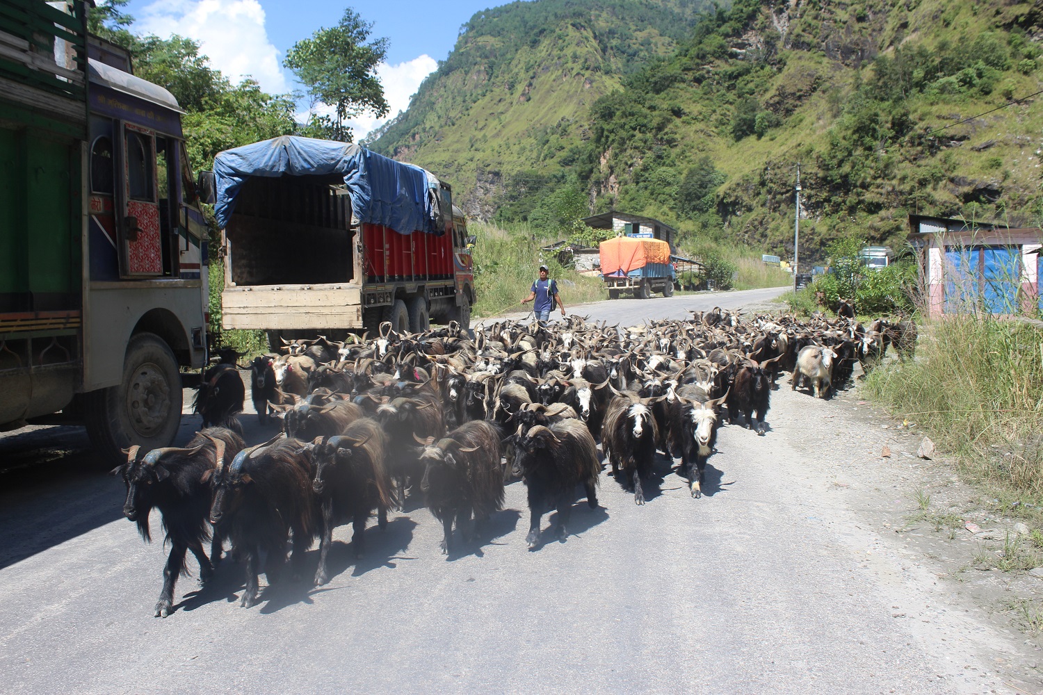 तिहारका लागि मुस्ताङबाट चार हजार भेडाच्याङग्रा बिक्री