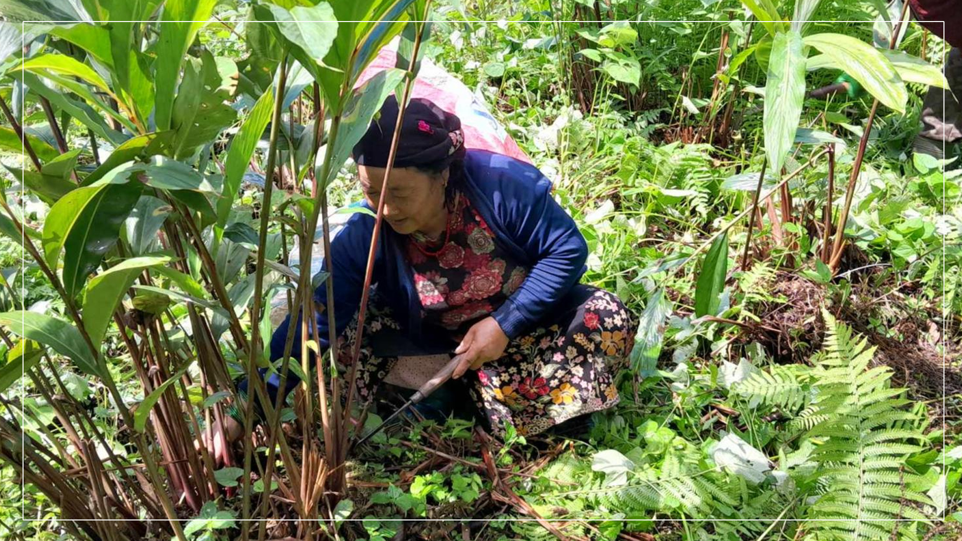 सङ्खुवासभाबाट एक अर्ब बढीको अलैँची निर्यात 