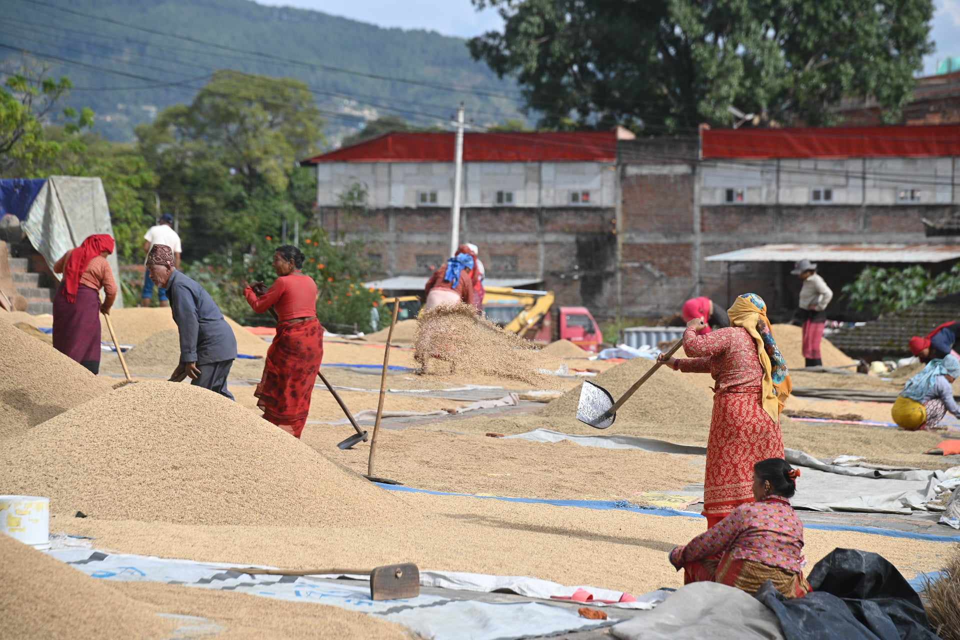 भक्तपुरका किसानलाई धान भित्र्याउन चटारो (तस्वीरहरू)