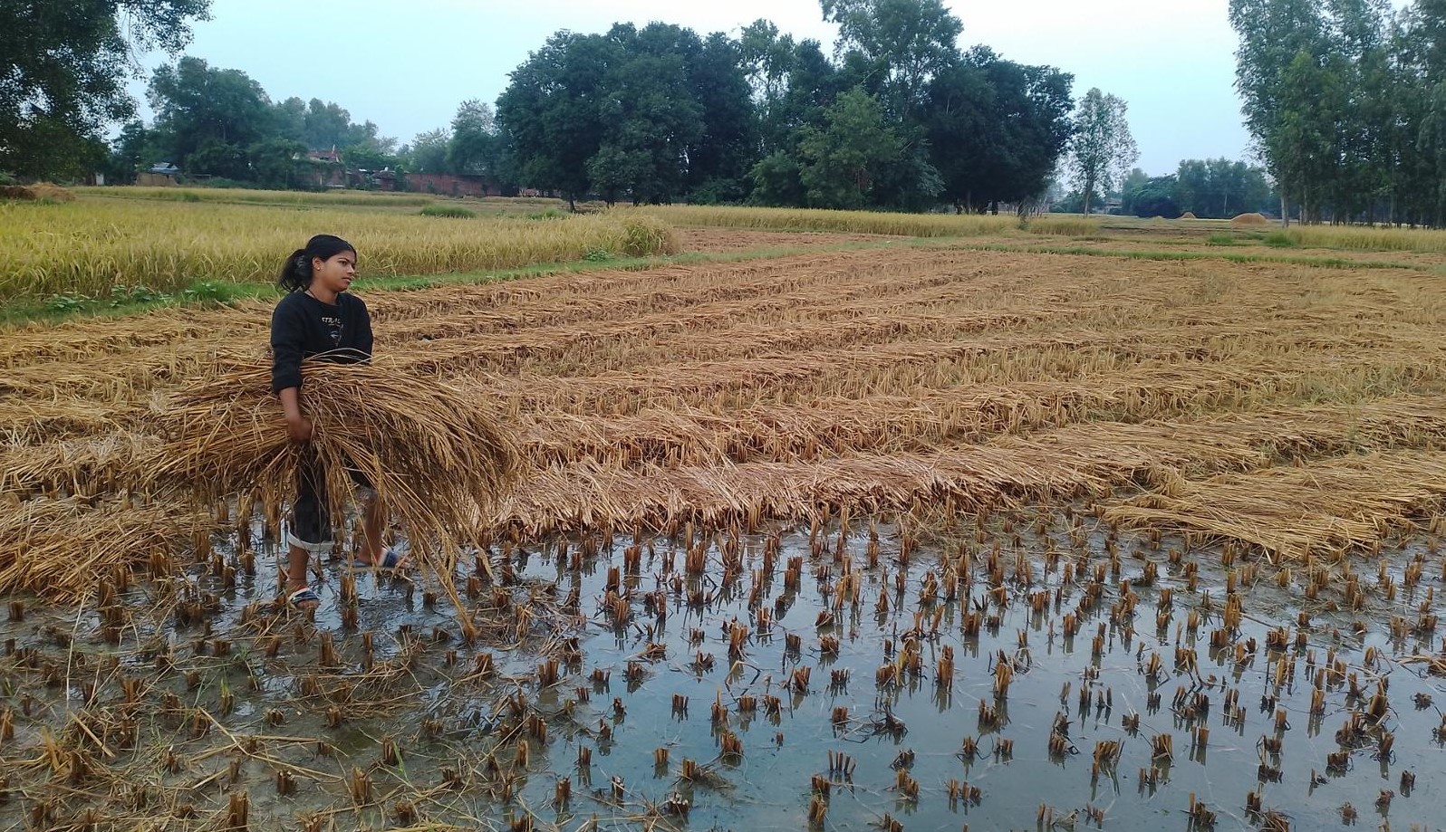 बेमौसमी वर्षाले धान बालीमा क्षति, चिन्तामा किसान