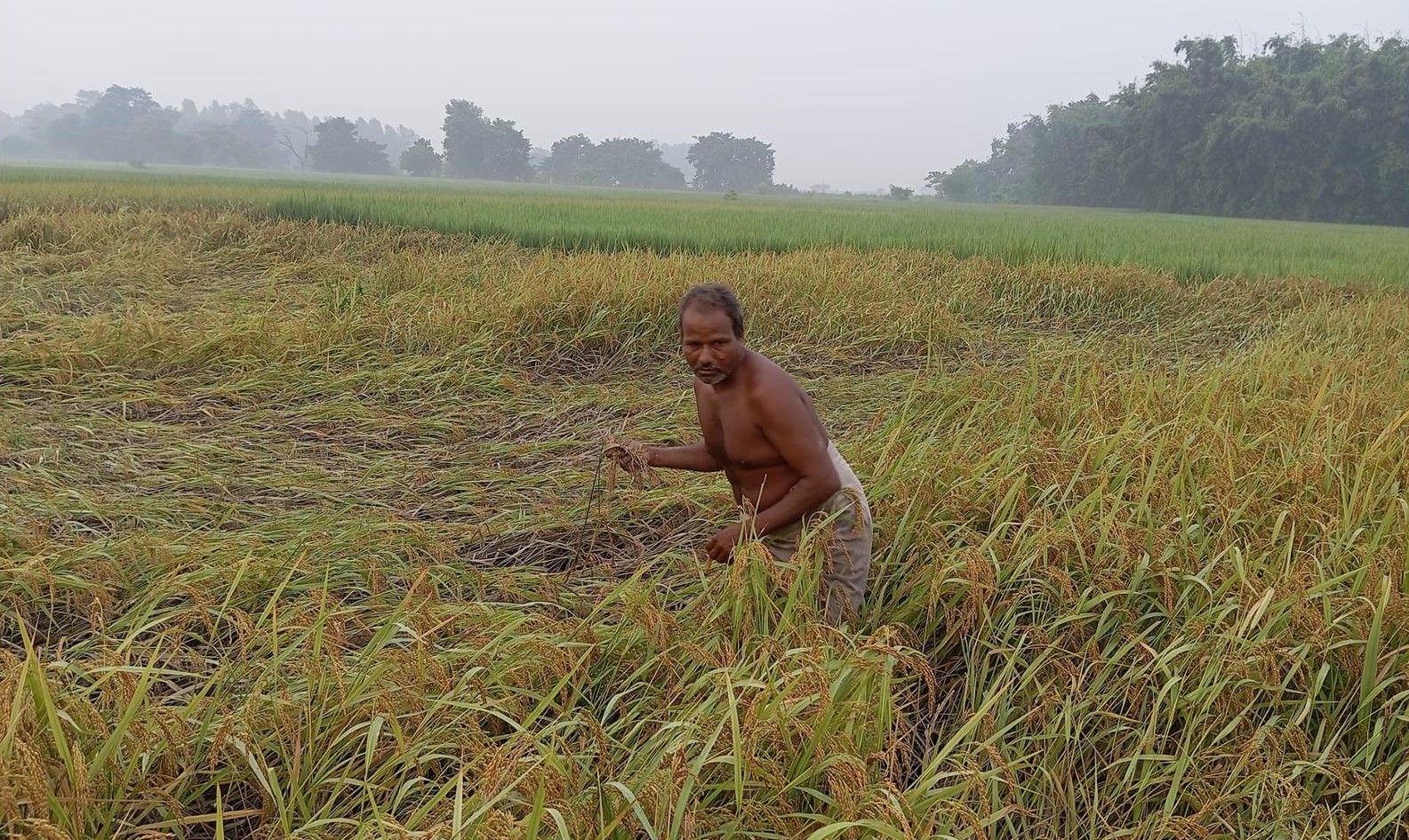 किसानको पीडा- यसपटकको दसैँ दशा भएर आयो