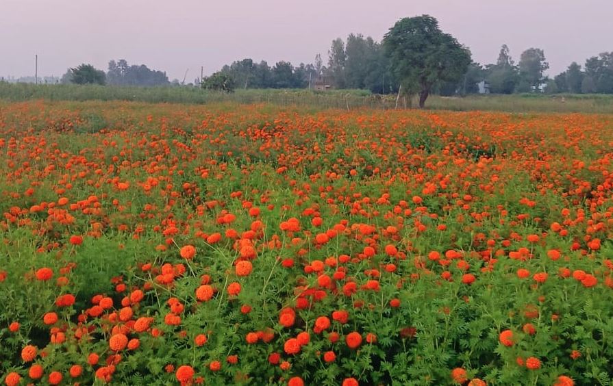 बाँकेमा फस्टाउँदै छ व्यावसायिक फूलखेती 