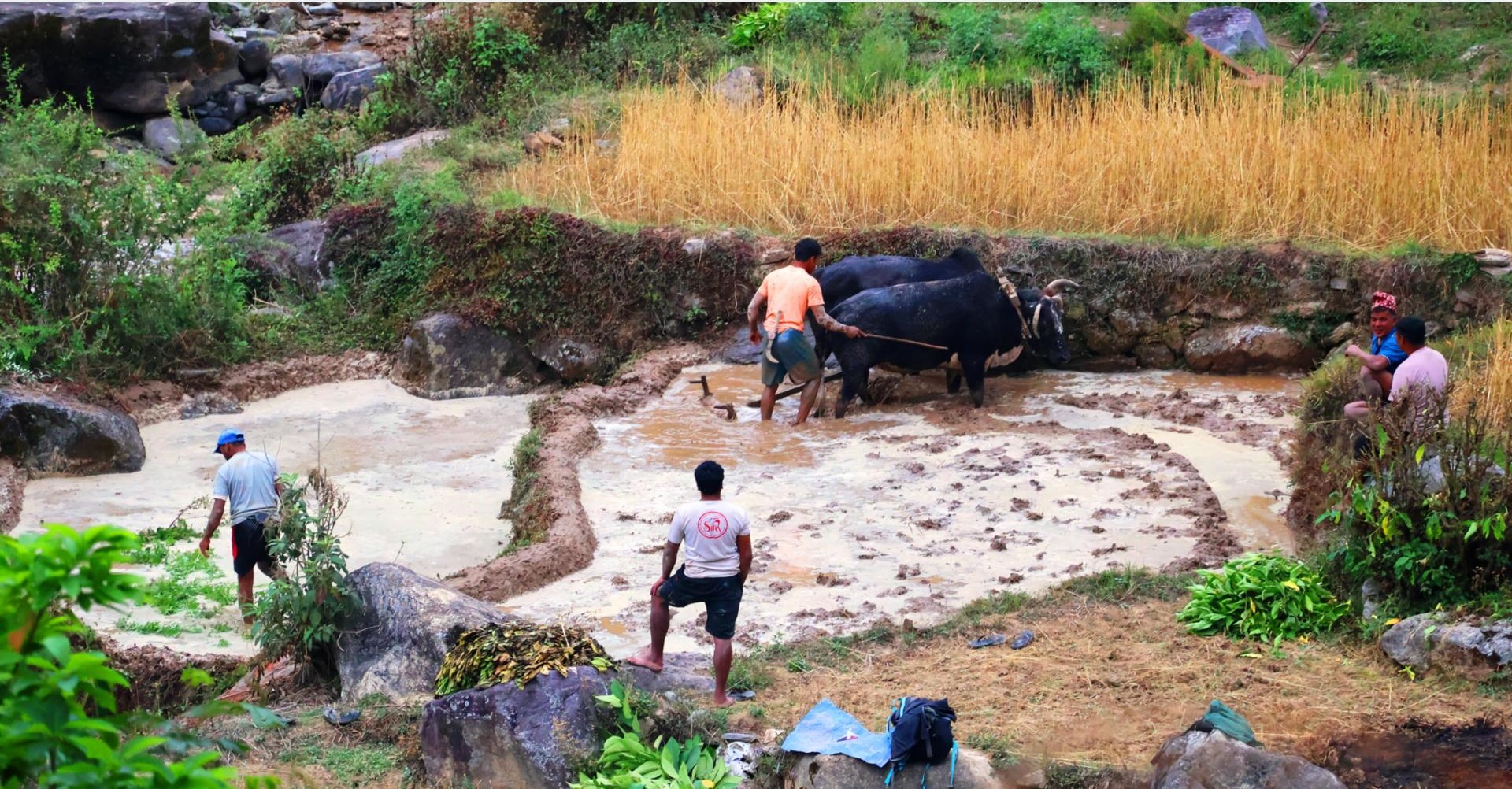 हलगोरु पाल्ने बागलुङका १७८ किसानले पाए पोषणभत्ता