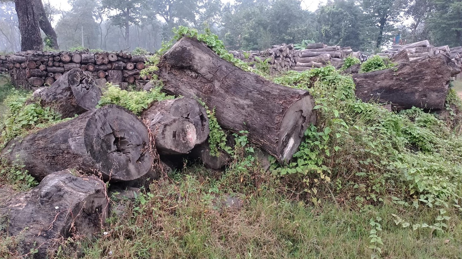 नयाँ नीतिले काठ बेच्न सकस, वन कार्यालयको हातामा कुहिन थाल्यो १ करोडको काठ