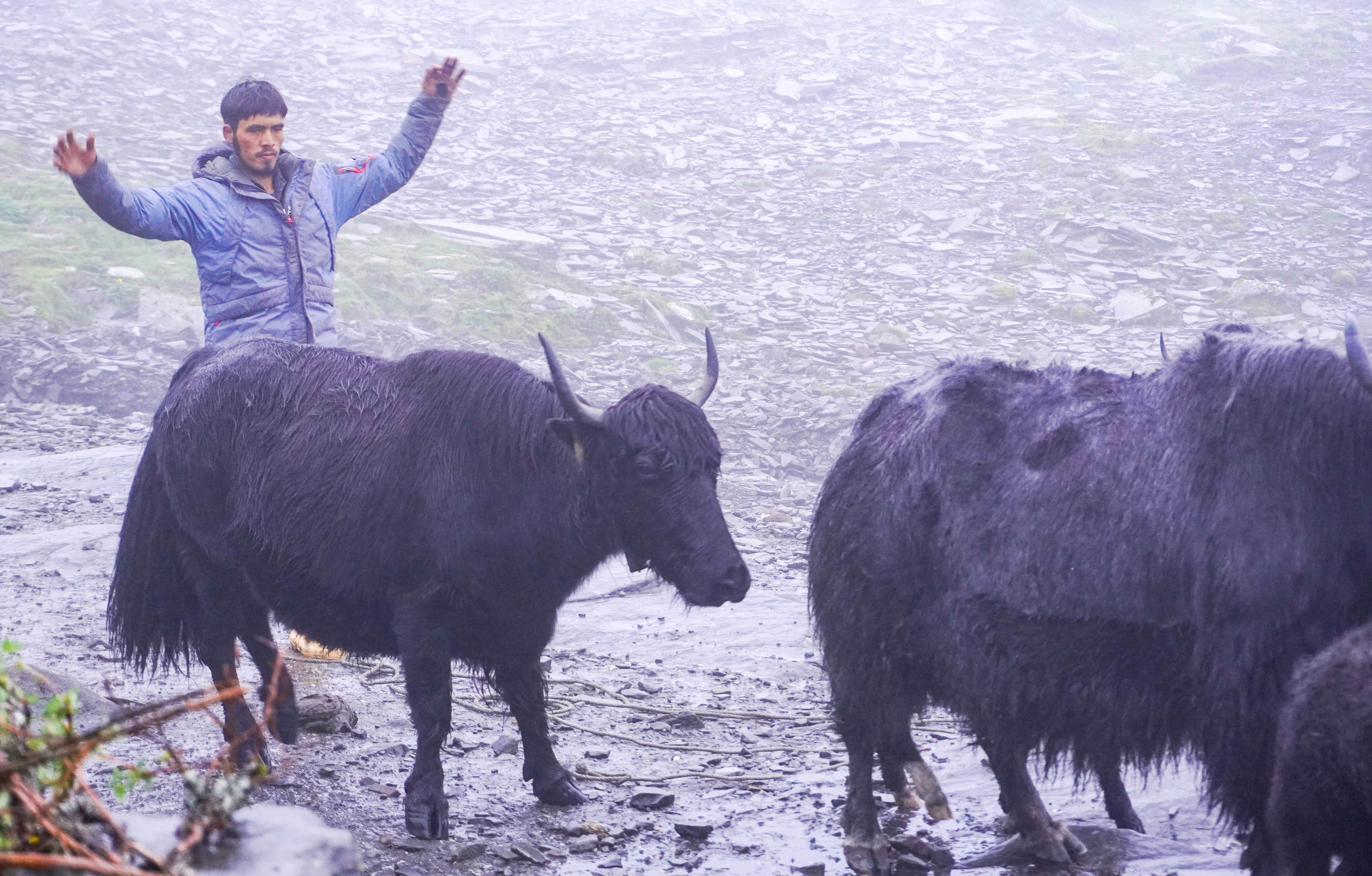 दुःखमा पनि हिमालतिरै रमाएका चौँरीपालक (तस्वीरहरू)