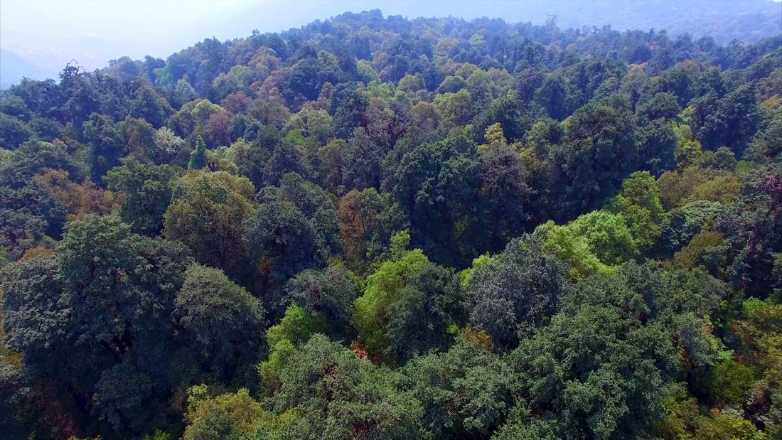 समृद्धिको एक प्रमुख आधार बन्दै वन क्षेत्र