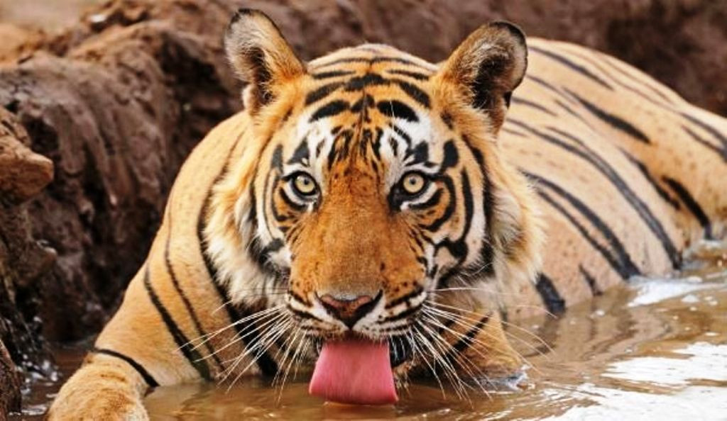 कास्कीमा बाघले चिथोरेर दुई घाइते, स्थानीयको प्रतिकारमा मारियो बाघ