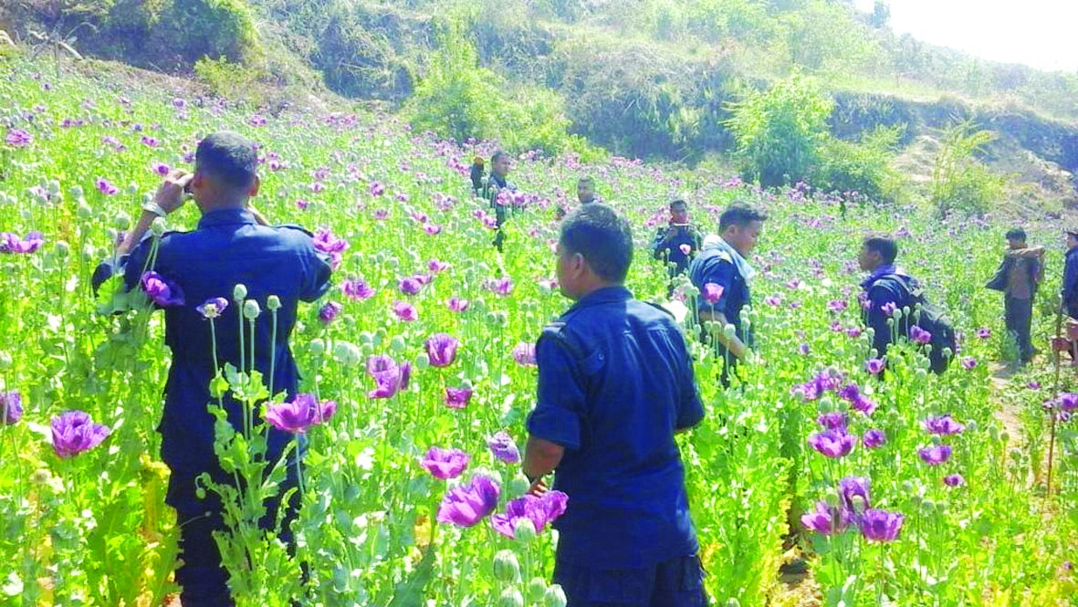 मौलाउँदै अफिम खेती