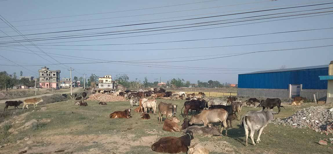 रोकिएन गाई तस्करी, गाईगोरुको बिजोग