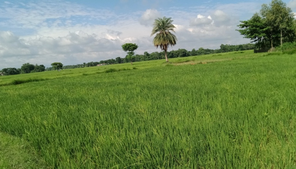 धानमा फौजी कीराको प्रकोप, किसान चिन्तित