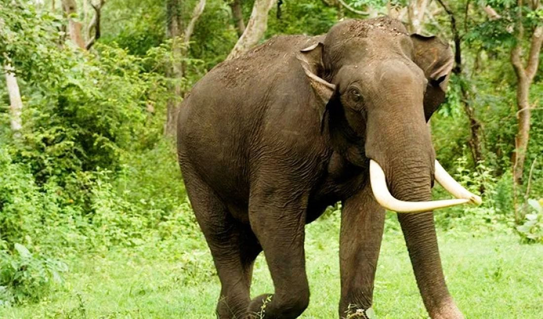 जङ्गली हात्तीको त्रासले रातैभरि जागा