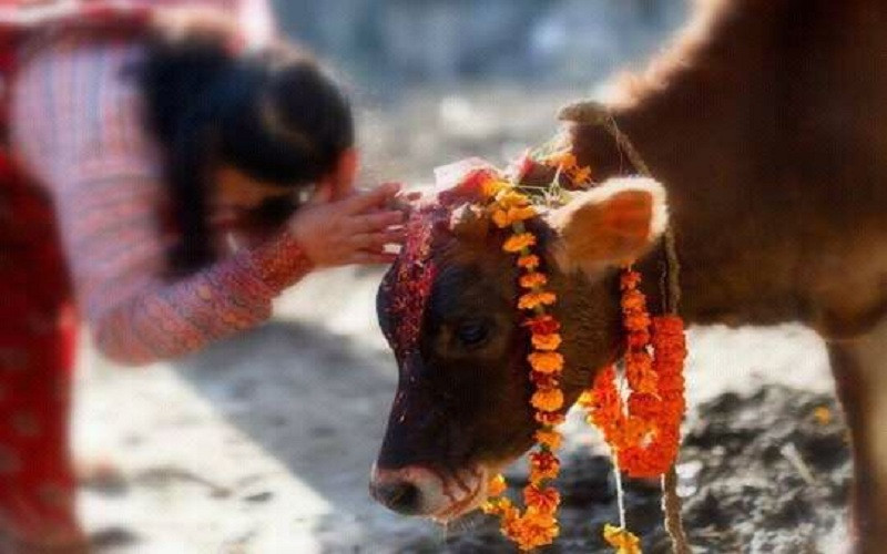 तिहारको चौथो दिन आज गाई, गोरु, गोवर्द्धन र हलि पूजा