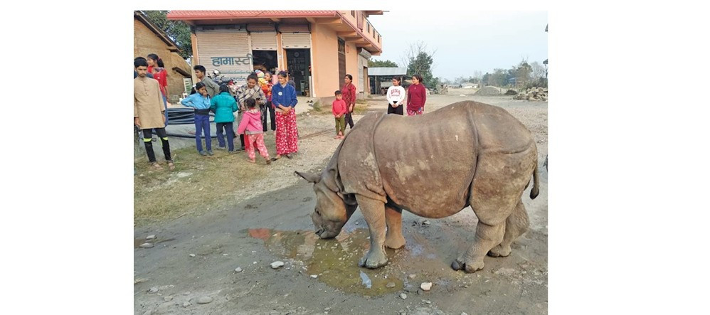 दुर्लभ एकसिङे गैँडाले तान्दैछ पर्यटक