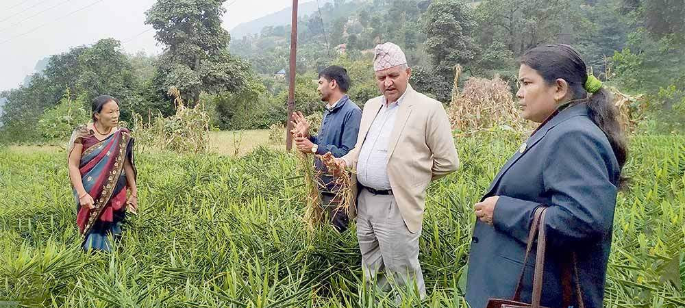 अनुदान गैरकिसानलाई, कर्मचारीले लिए कमिसन