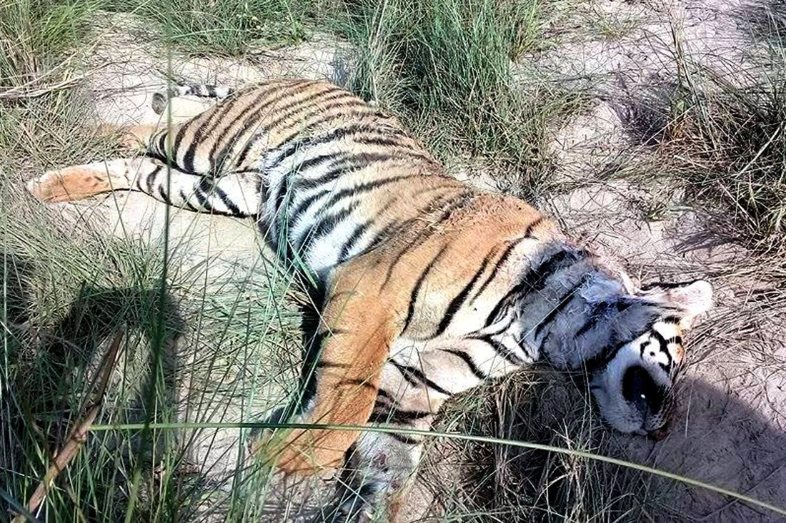 ठोरीक्षेत्रमा बाघ मृत फेला
