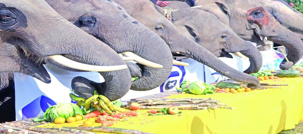 हात्तीको पिकनिक !