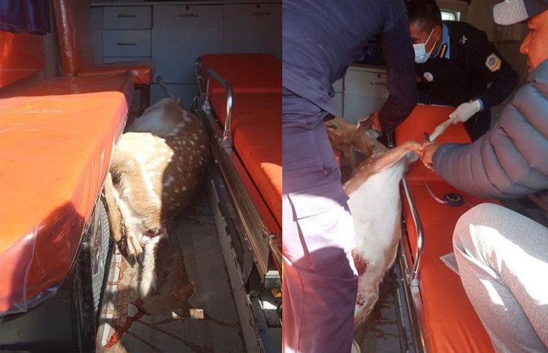 रोकिएन साना वन्यजन्तुको तस्करी