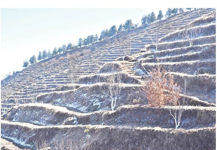 जलवायु परिवर्तनको प्रभावले मासियो स्याउ