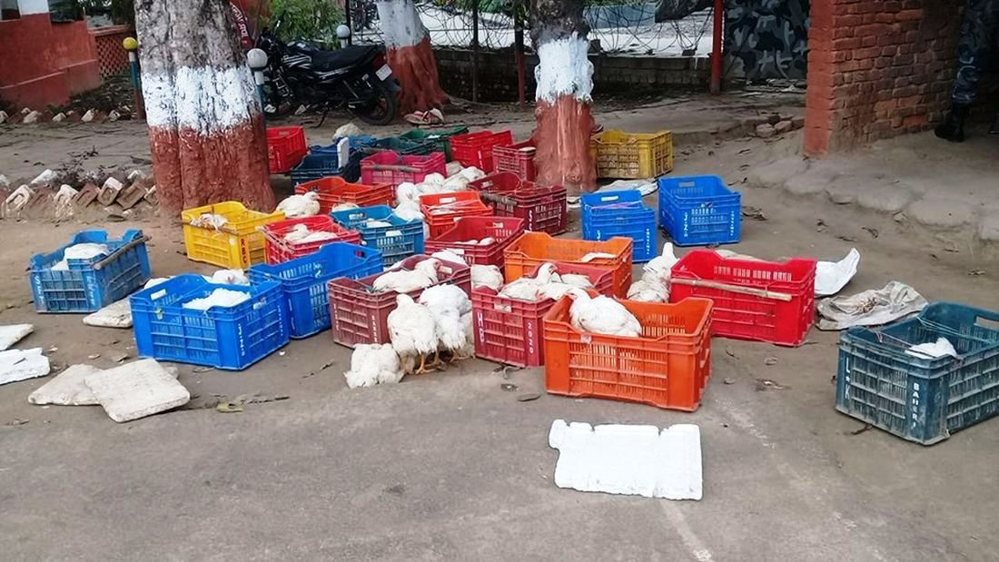 १ हजार किलो अवैध ब्रोइलर कुखुरा नियन्त्रणमा लिई नष्ट