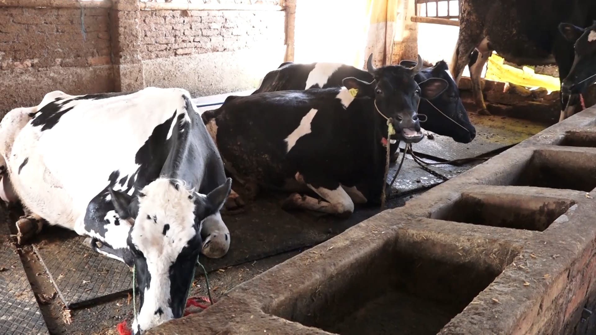गाई किसानको प्रश्नः सरकार नुनपानी खुवाएर कहिलेसम्म बचाउने ?