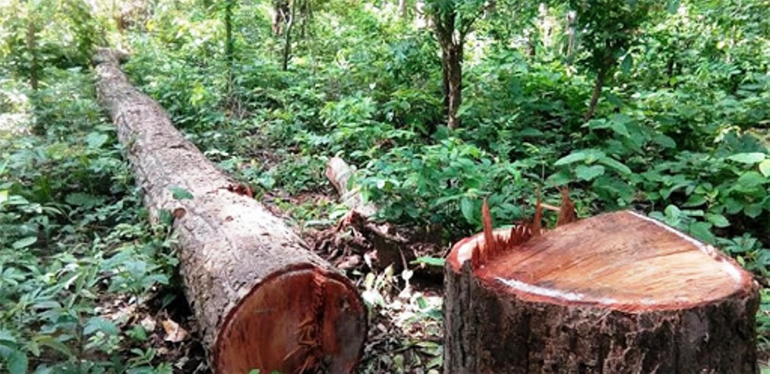 लकडाउनको मौकामा काठ तस्करी माैलायाे