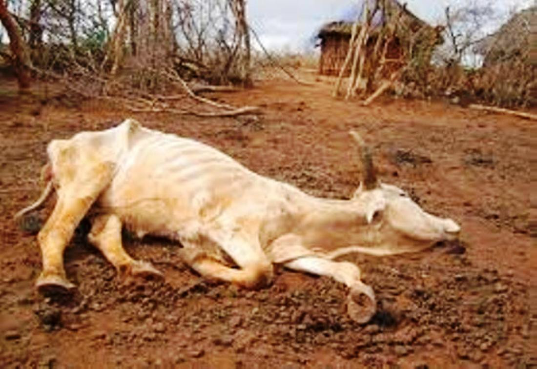 बाढीले बगाएर १ सय बाख्रा र ४ गोरु मरे