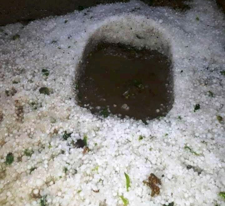 असिना पानीले डोटीमा पाक्नै लागेको अन्नबाली नष्ट