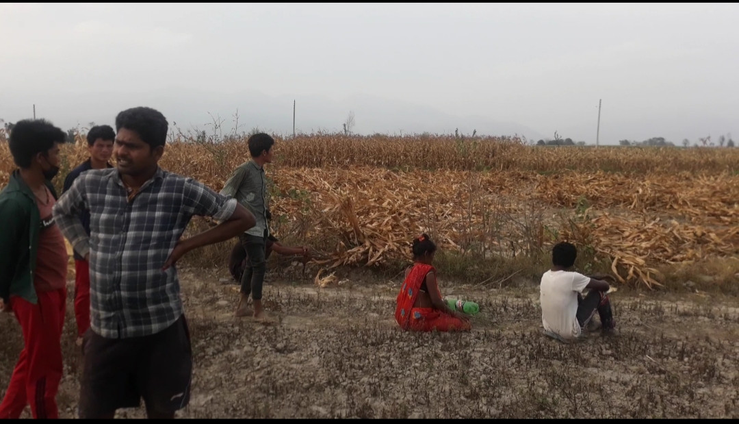 लकडाउनको मारमा किसान : चिलिया टापुमा १ करोडभन्दा बढीको मकै बिकेन