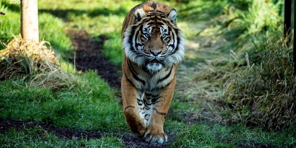 नेपालमा दोब्बर हुँदै पाटे बाघ