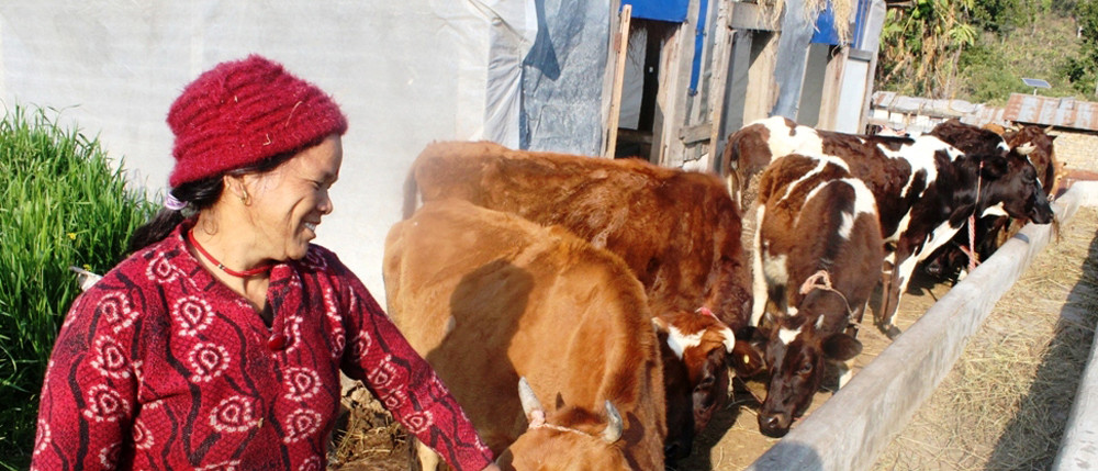 लकडाउनले दूध बिक्री नहुँदा गाई पालक किसान मारमा