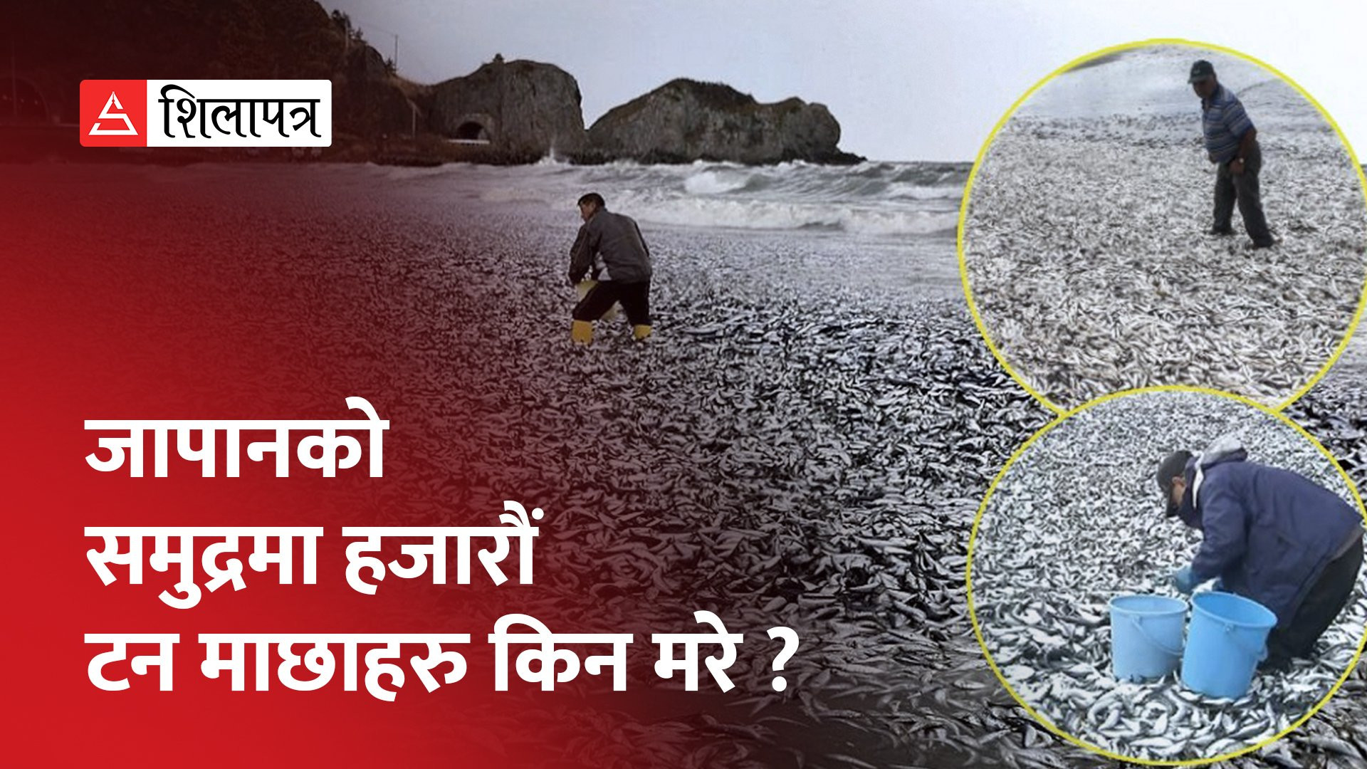 जापानको समुद्रमा कसरी मरे हजारौँ टन माछा ? के भन्छन् वैज्ञानिक ? (भिडियाे)