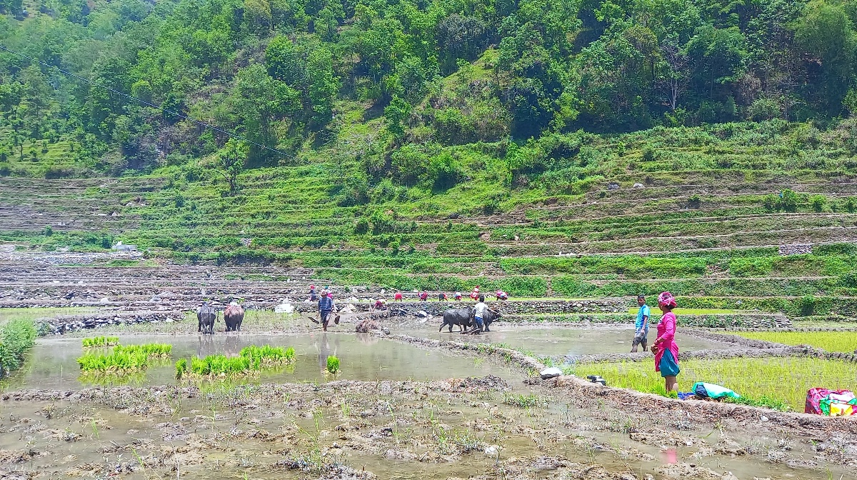 गलकोटमा रोपाइँको चटारो