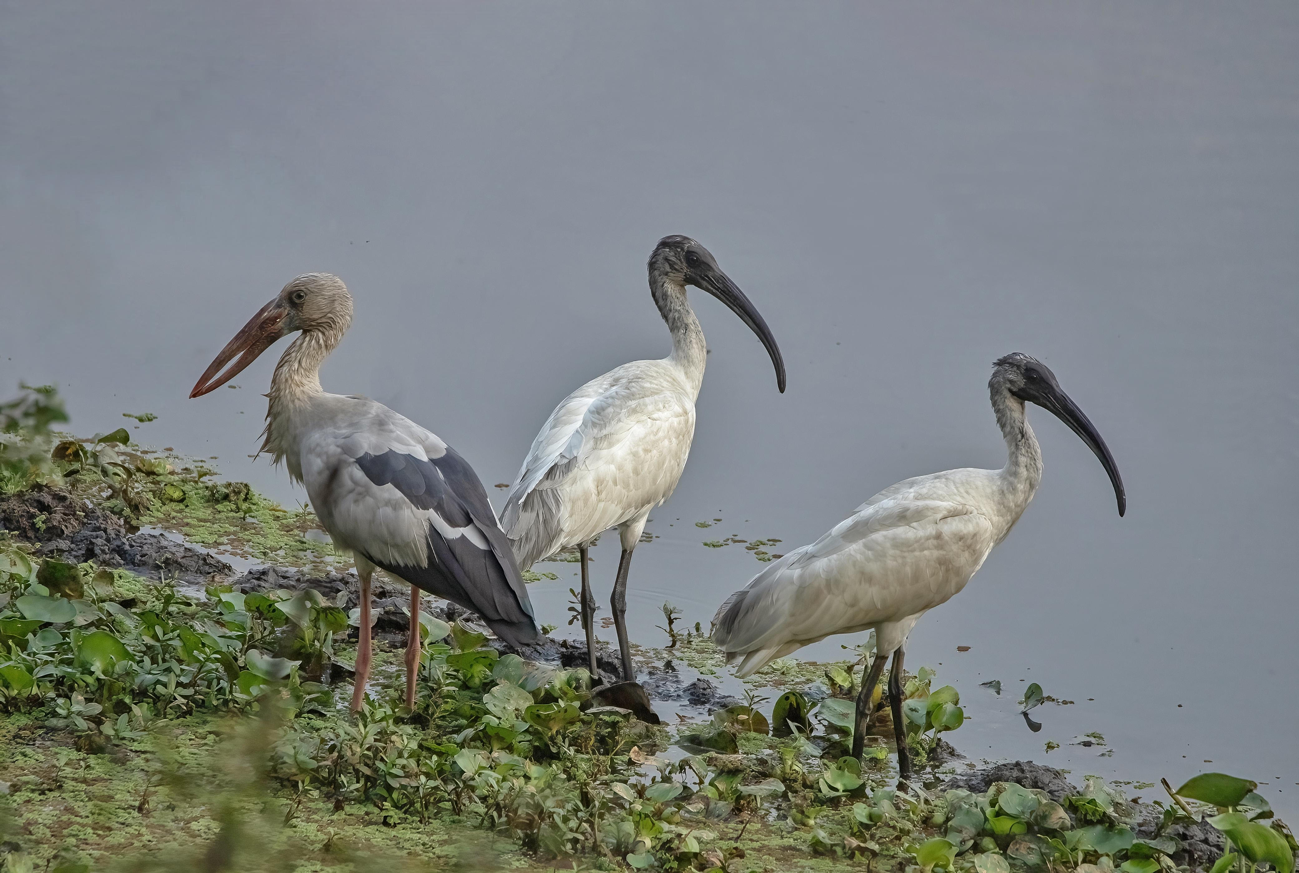 नेपालमा जलपक्षीको संख्या घट्दो