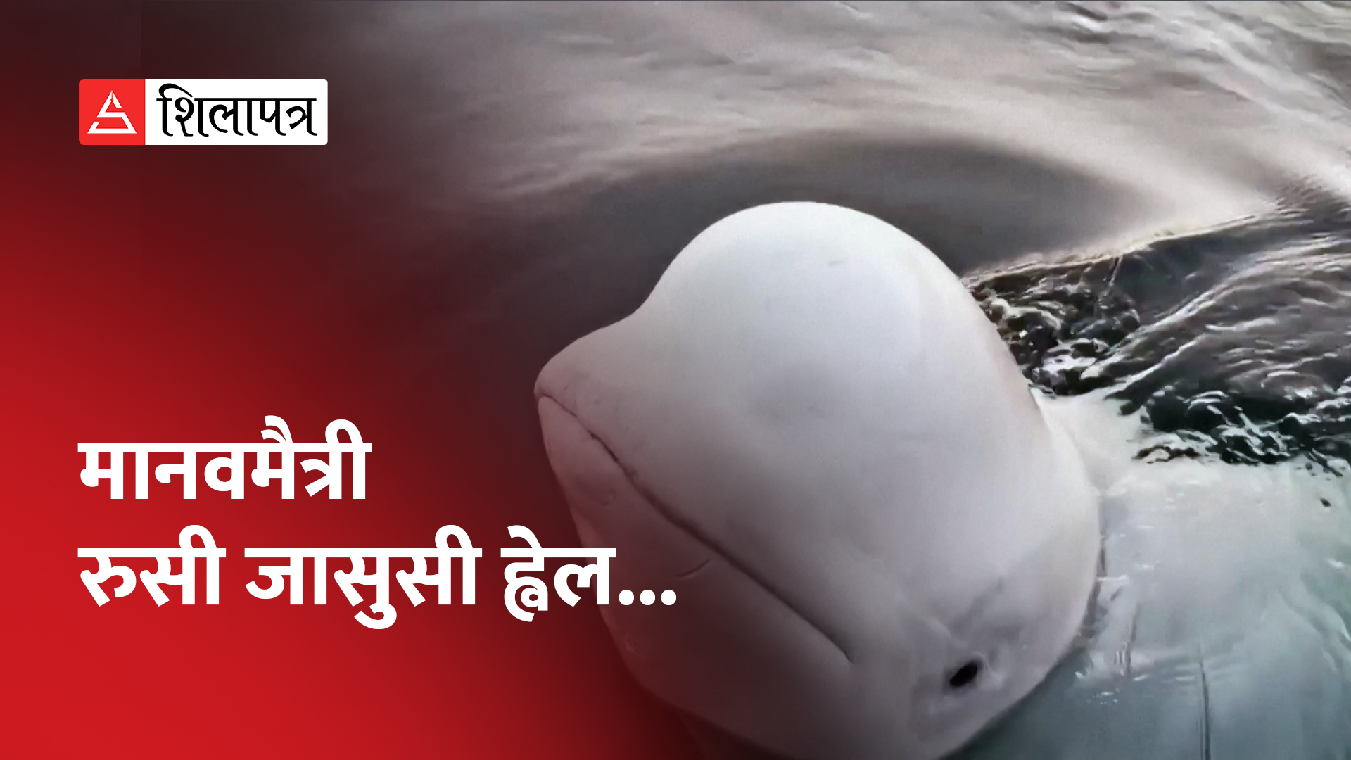 रुसको जासुसी ह्वेल विश्व भ्रमणमा, अहिले स्वीडेनको समुद्री क्षेत्रमा देखियो (भिडियो)