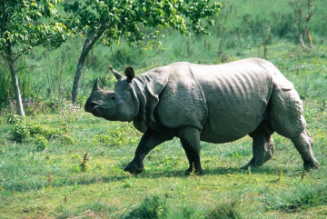 गैँडाको आक्रमणबाट पथप्रदर्शक घाइते