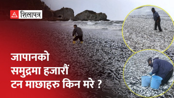 जापानको समुद्रमा कसरी मरे हजारौँ टन माछा ? के भन्छन् वैज्ञानिक ? (भिडियाे)