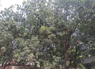 मौसमको फेरबदलले मधेशमा आँप उत्पादनमा कमी आउने संकेत, किसान निराश