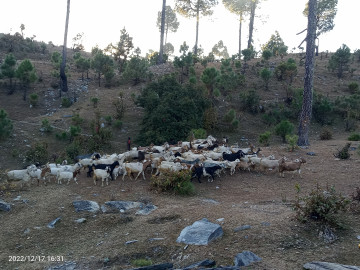 बाख्रापालनबाट मनग्गे आम्दानी