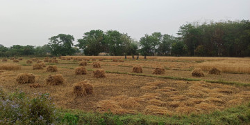 बेमौसमी वर्षाले गहुँ बालीमा क्षति, किसानहरू चिन्तित