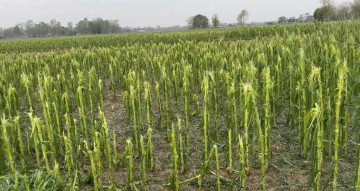झापामा हावाहुरीसहितको असिनाले क्षति