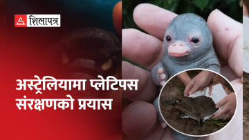 अनौठो र लोपोन्मुख प्लेटिपस ५० वर्षपछि अस्ट्रेलियाको सबैभन्दा पुरानो निकुञ्जमा फर्काइयो (भिडियो)
