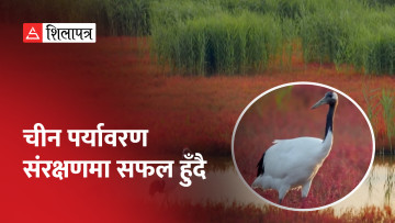 वातावरण संरक्षण अभियानले चीनलाई फाइदा, बढे दुर्लभ जनावर र चराको संख्या (भिडियो)