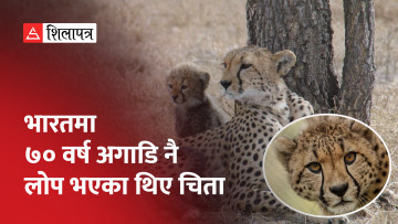 दुई महिनामा चार चिता मरेपछि भारतलाई चिता संरक्षणमा झट्का (भिडियो)