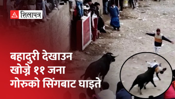 पेरुको साँढे जुधाई पर्वमा बहादुरी देखाउन खोज्ने ११ जना गोरुको सिंगबाट घाइते (भिडियो)