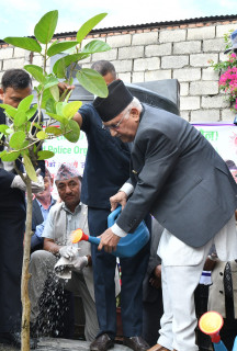 एमाले अध्यक्ष ओलीद्वारा वृक्षरोपण