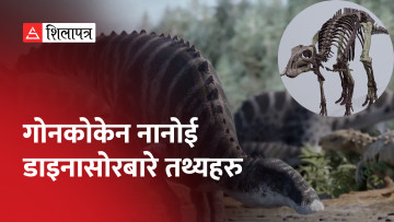 यस्तो थियो हाँसको जस्तै मुख भएको ७ करोड वर्षअघिको साकाहारी डाइनासोर (भिडियो)