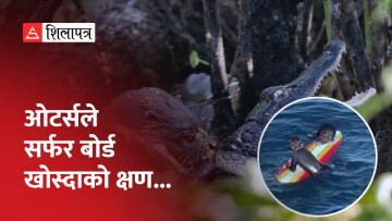 समुद्रमा मांसाहारी ओटर्सले मान्छेलाई आक्रमण गर्दै यसरी खोस्यो सर्फर बोर्ड (भिडियो)